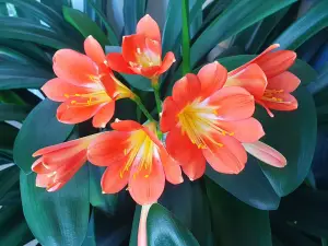 Annelies 01 - Zuster Clivia